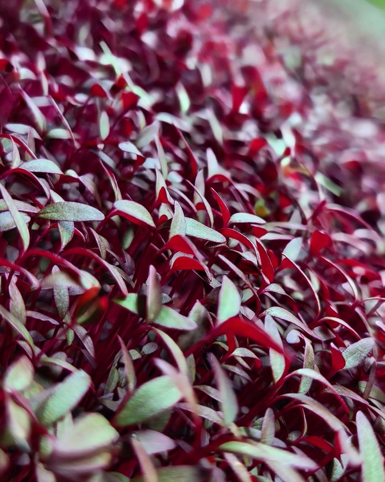 Amaranth is a farm favorite with its vibrant garnet colour and earthy, beet flavor 🌱🌱 #microacres #yyc #culinary #amaranth #springflavors #beet #chefstable #veganlife #airdrie