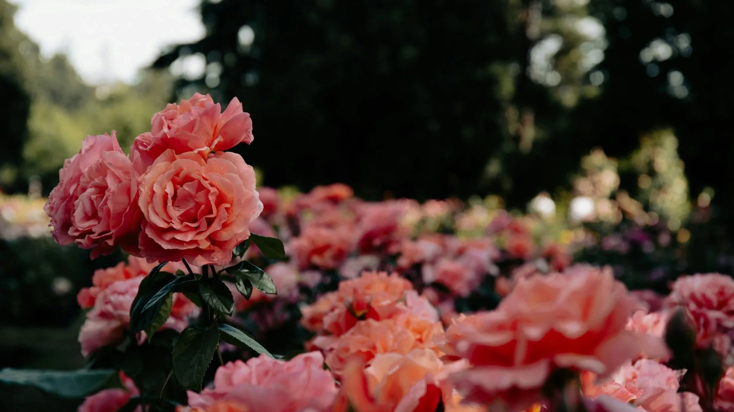Close up picture of a cluster of pink roses at Portland's Rose Garden