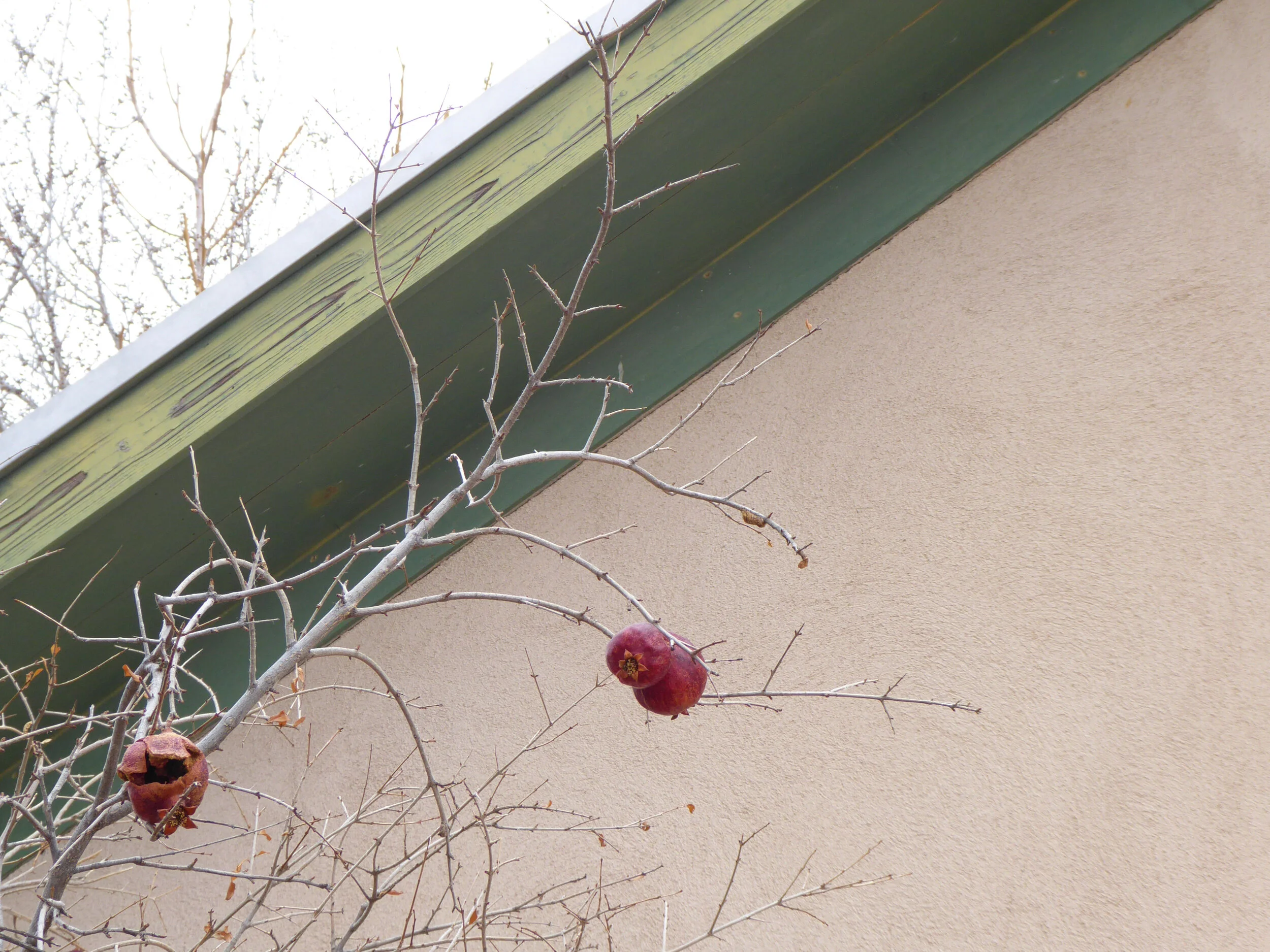 Pomegranates in Monticello NM 