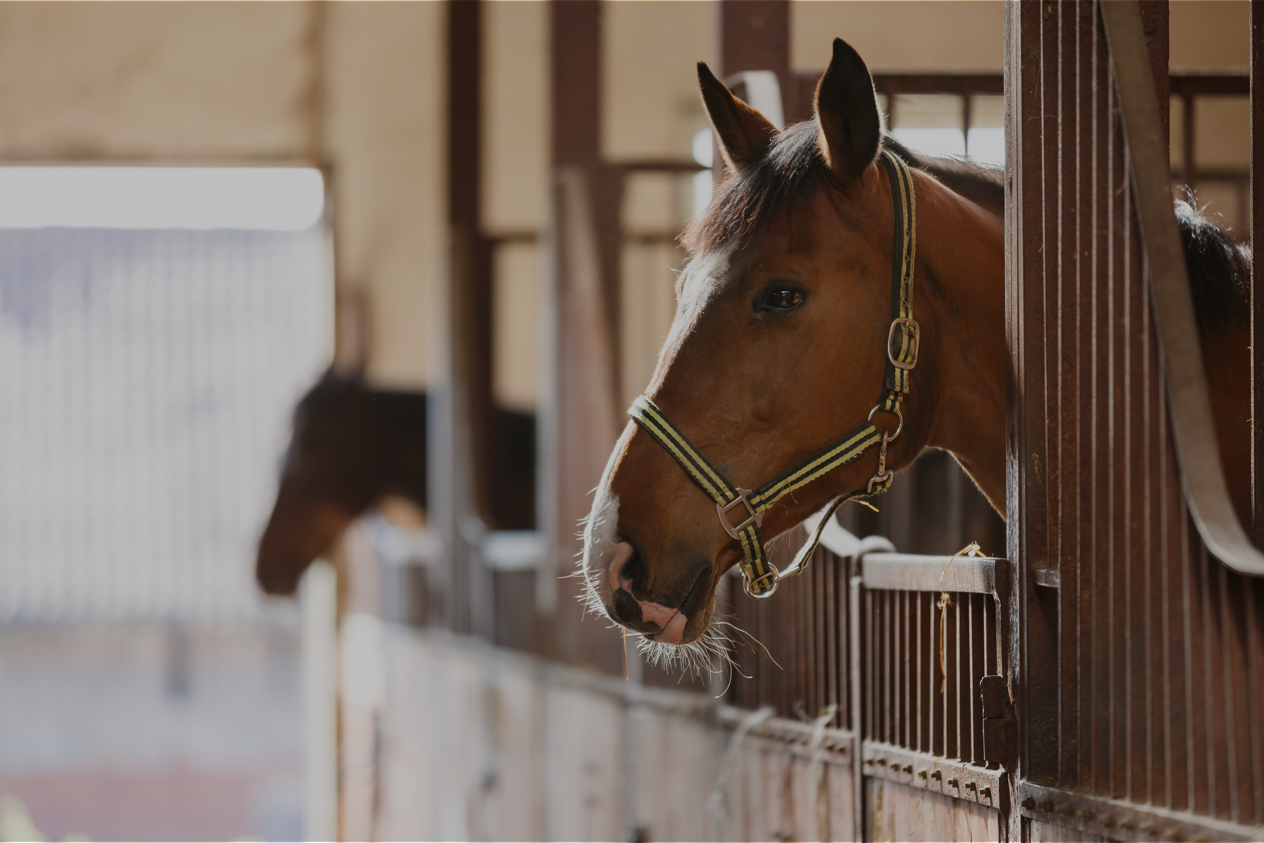     Illinois Equine Promotion Board   Education, Promotion, Research 