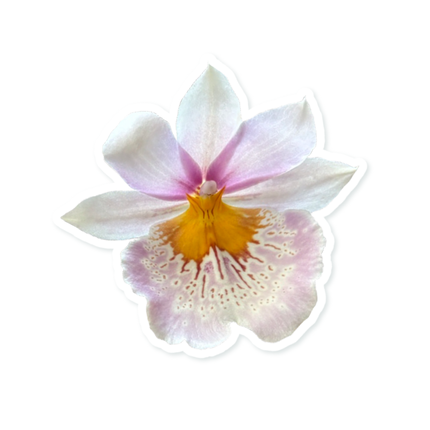 9F1F3B17-B812-4F15-B993-F729A9091D1C.png