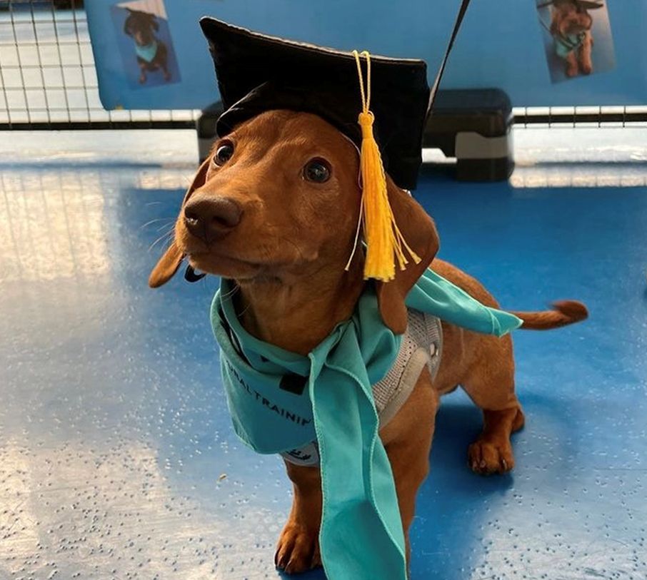 The Secret to Puppy &amp; Inbox Training