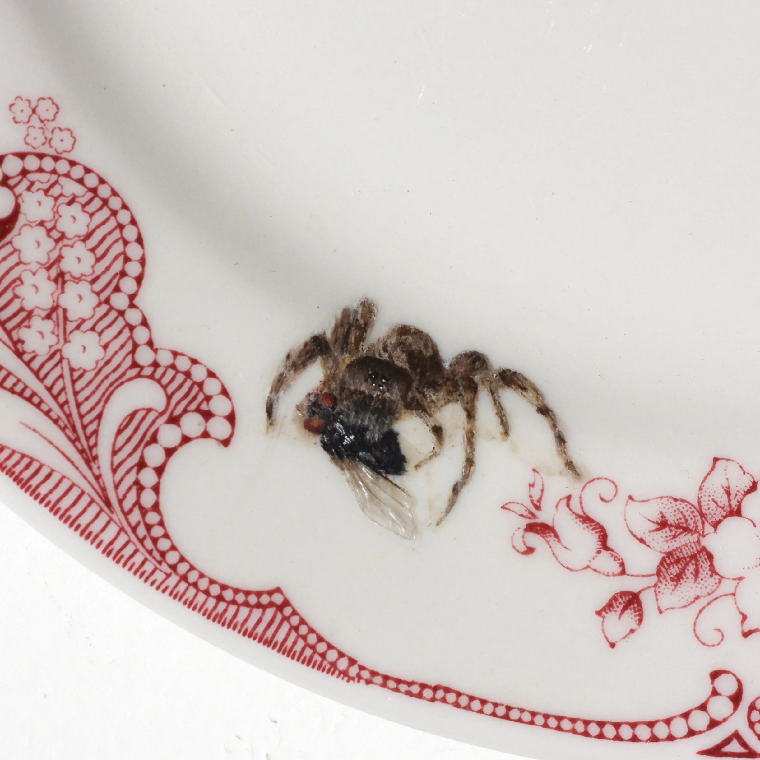 Mouse spider eating a fly- detail
