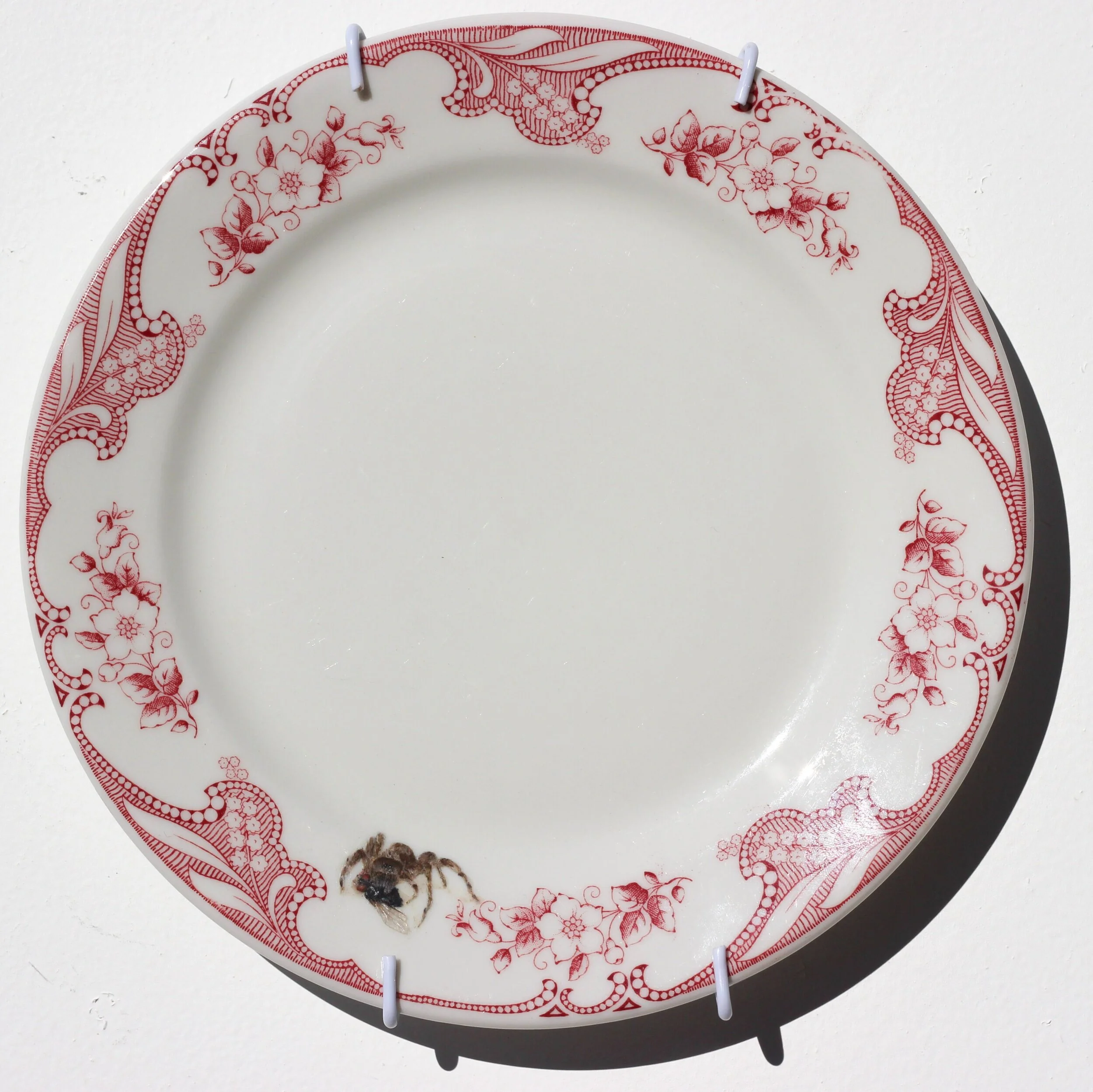 Mouse spider eating a fly