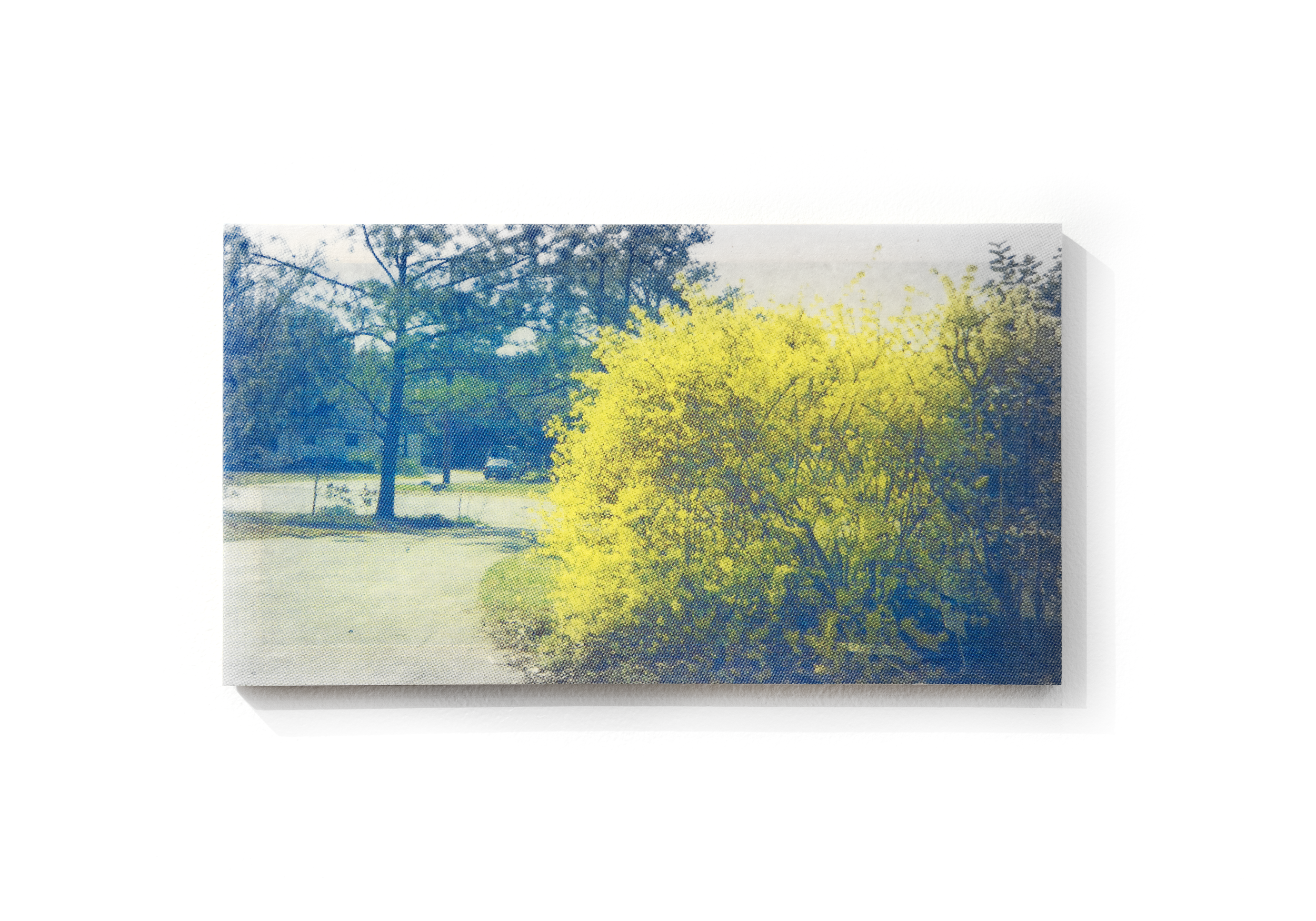 Forsythia