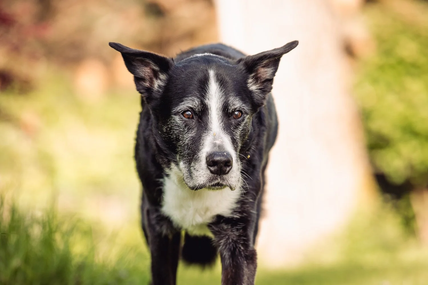 Hundesenior auf Entdeckung
