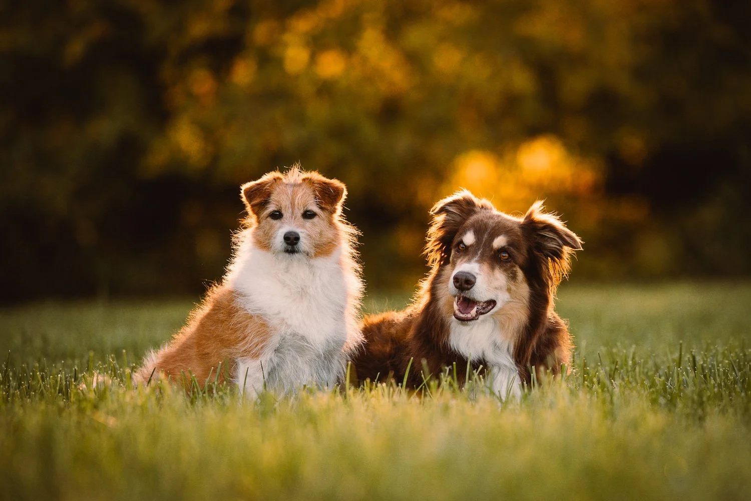Beste Freunde