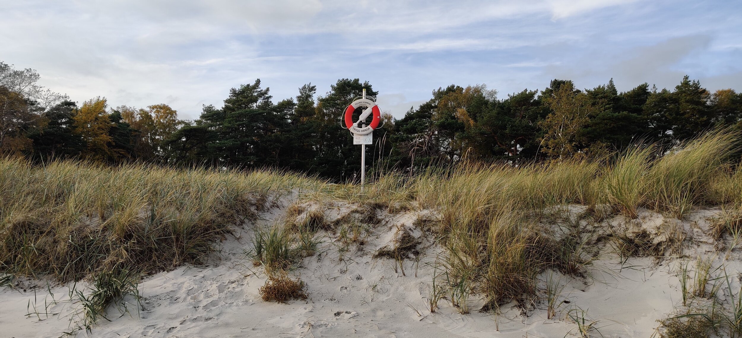 Sand dunes with tall grass in the foreground, trees in the background, and a life buoy on a pole marked 'Swimming Area' with a red and white design.