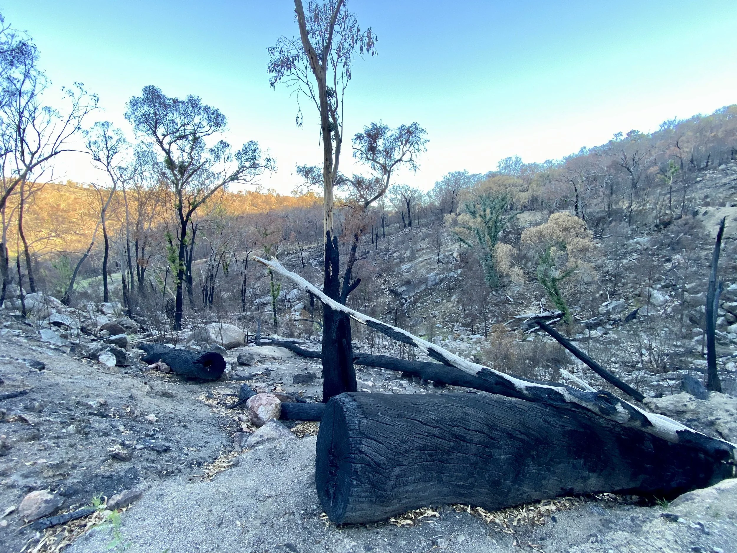Gully burnt in the Longwood fire, Longwood East. Photo by Mel Stagg 6th March 2026