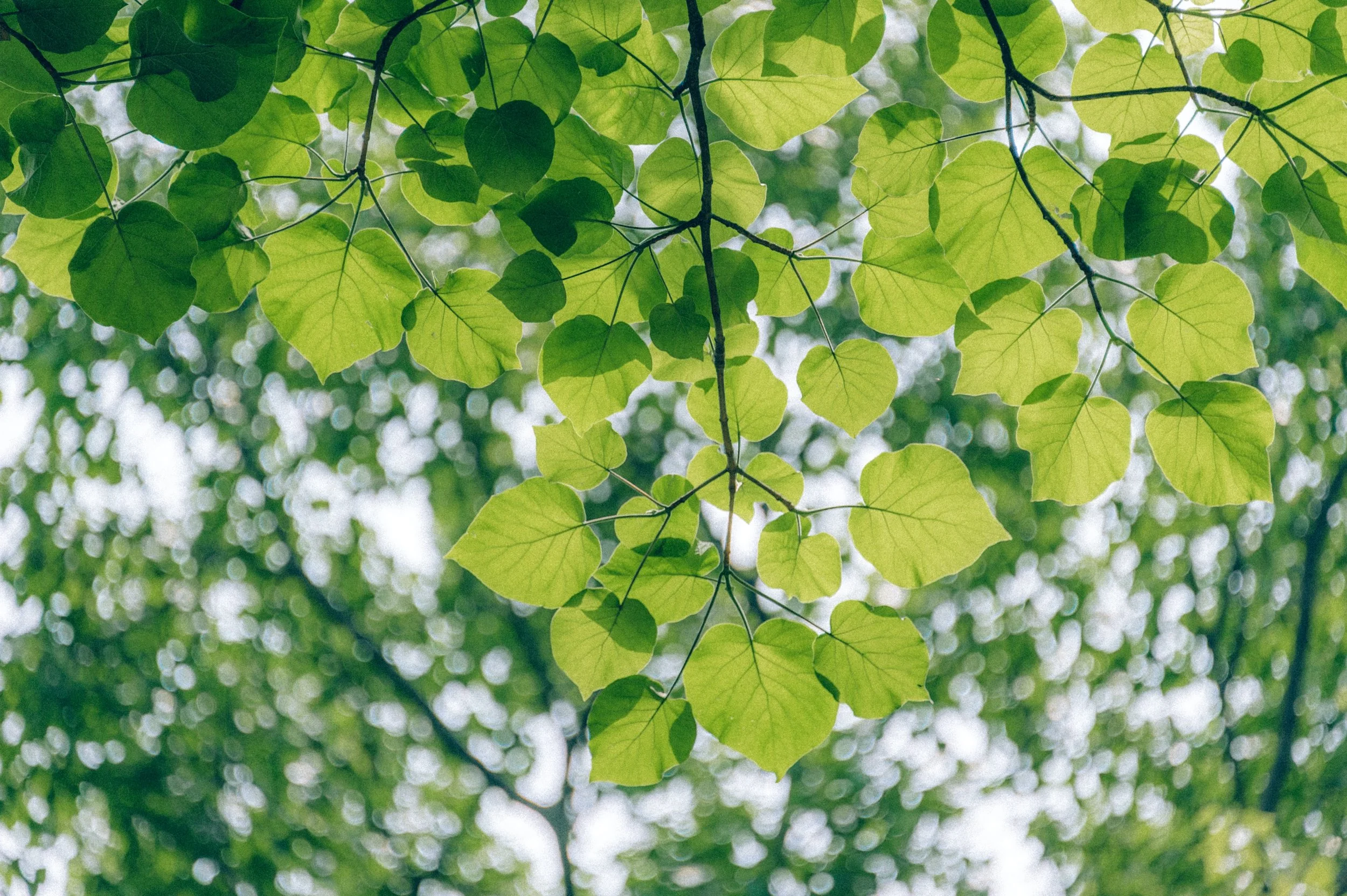 Conscious Leadership for complex challenges
