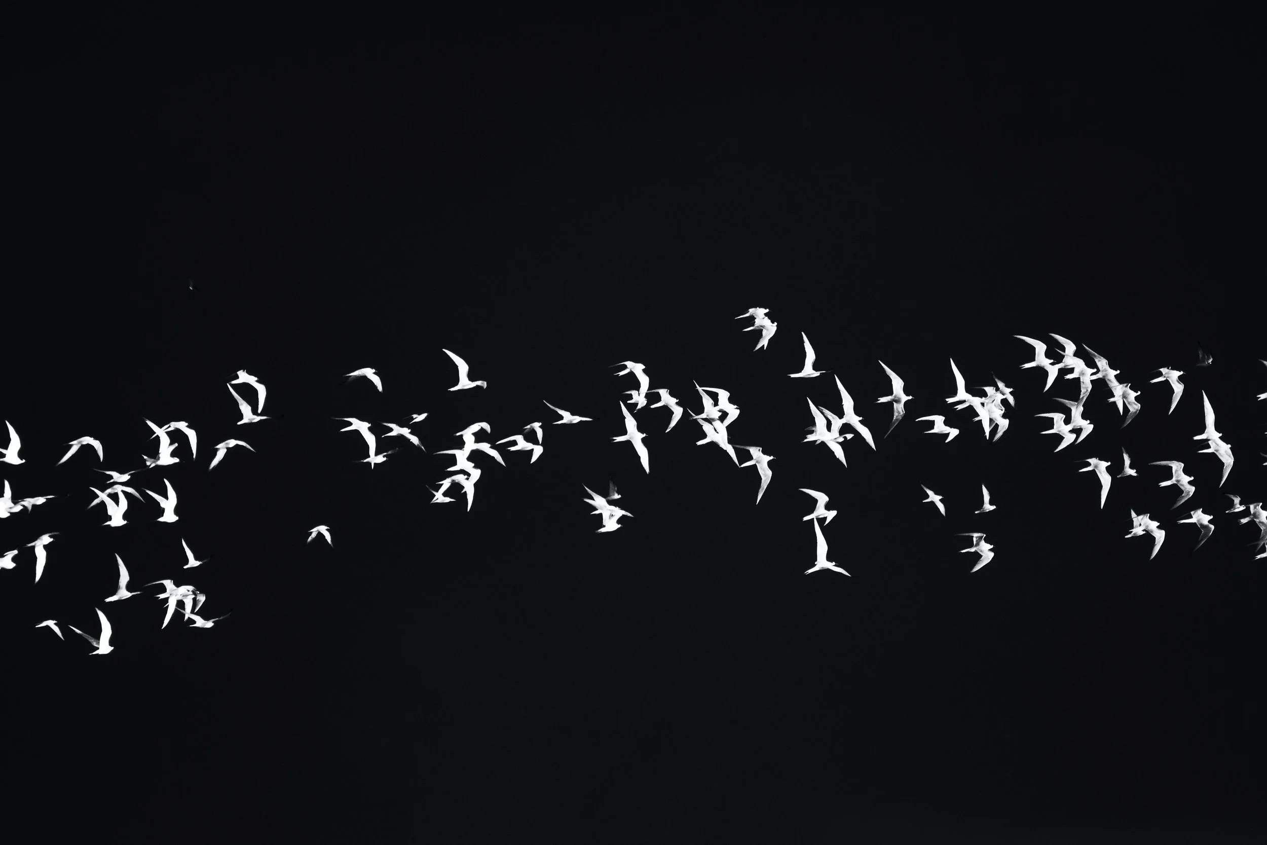 The Ecology of Collaboration