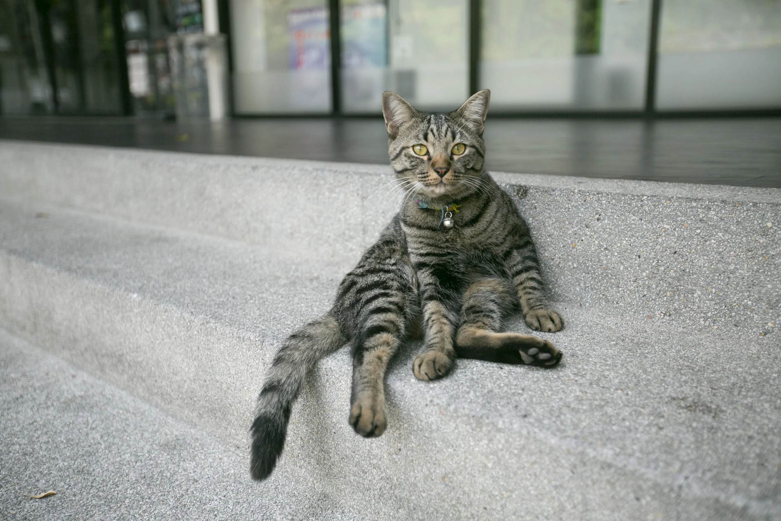 streetcat bangkok.jpg