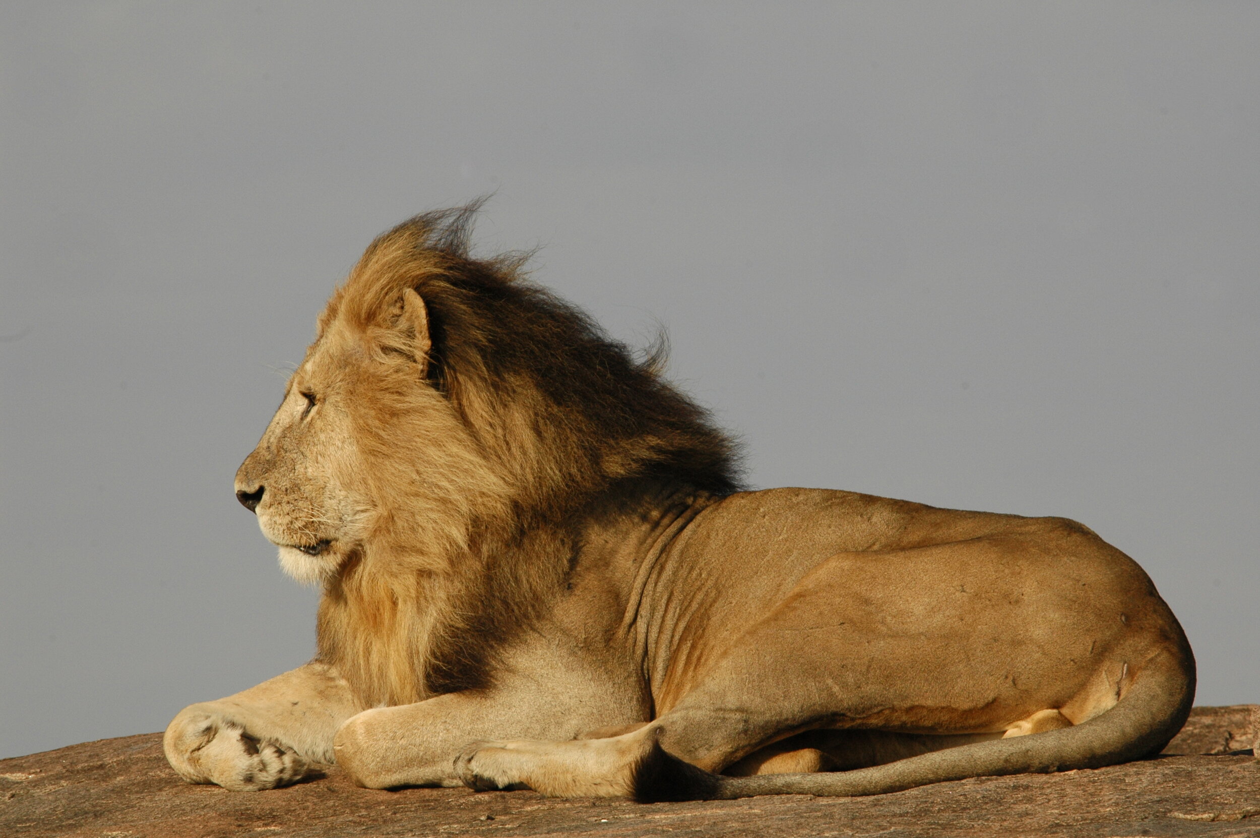 Mara Lion July08 003.jpg