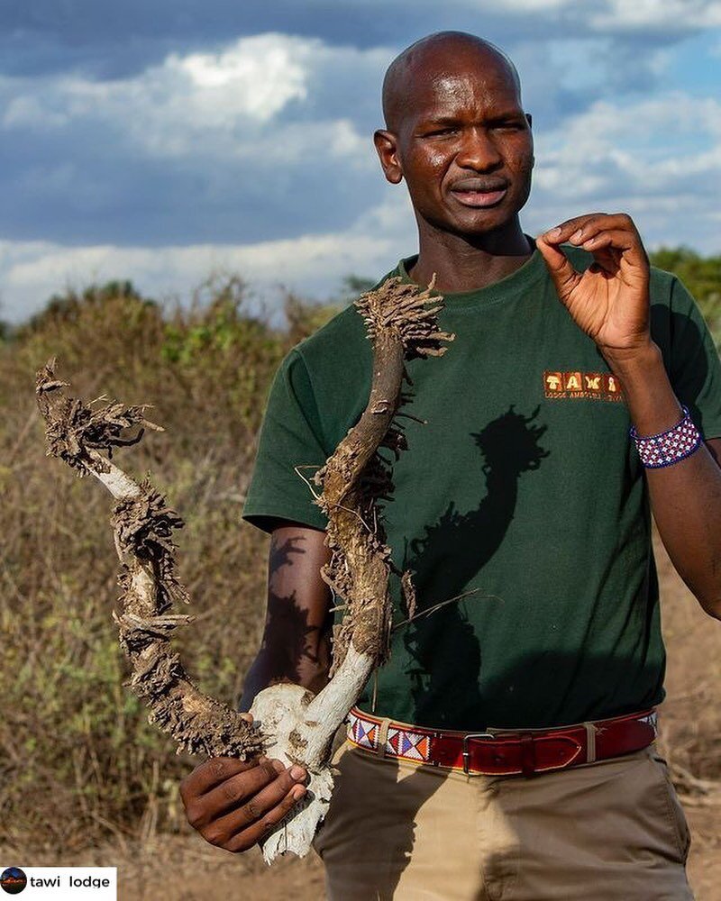 Fabulous bush walks with guide Tom from @tawi_lodge! 

_______________
www.africanterritories.co.ke
_______________

#tawilodge #tawi #amboseli #safari #learning #guided #learn #wild #landscape #outdoors #nature_lovers #naturegeography #mothernature 