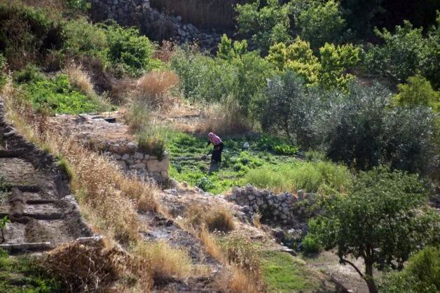 Fig. 2.4: Palestinian farmer in the Battir hills (southwest of Jerusalem) working on his land in much the same way as first-century Jewish peasants.