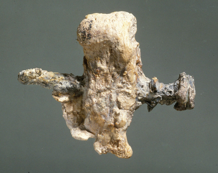 Fig. 2.24: Heel bone of a crucifixion victim with an 11.4 cm nail, discovered in an ossuary found in a burial cave at Giv’at ha Mivtar, near Jerusalem. The name Yehochanan (John) is inscribed on the ossuary. 1st century CE. Courtesy Israel Museum, J…