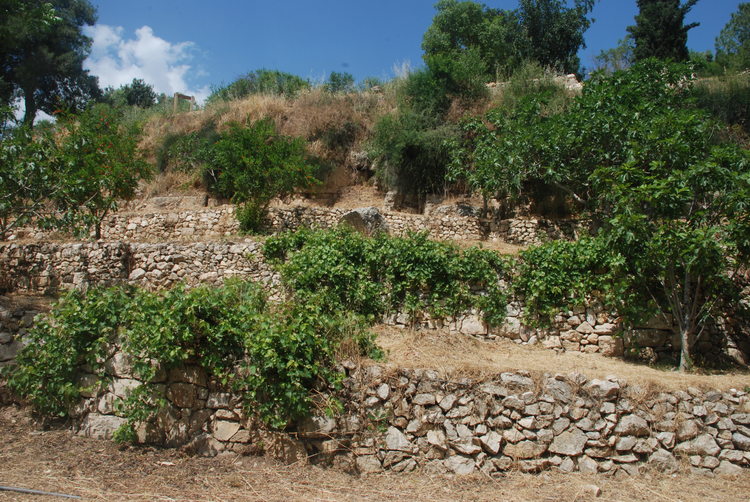 Fig. 2.32: Traditional terraced vineyard in Israel.
