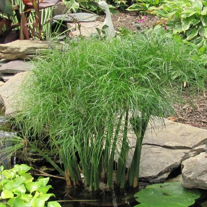 Fig. 6.3: Papyrus plant