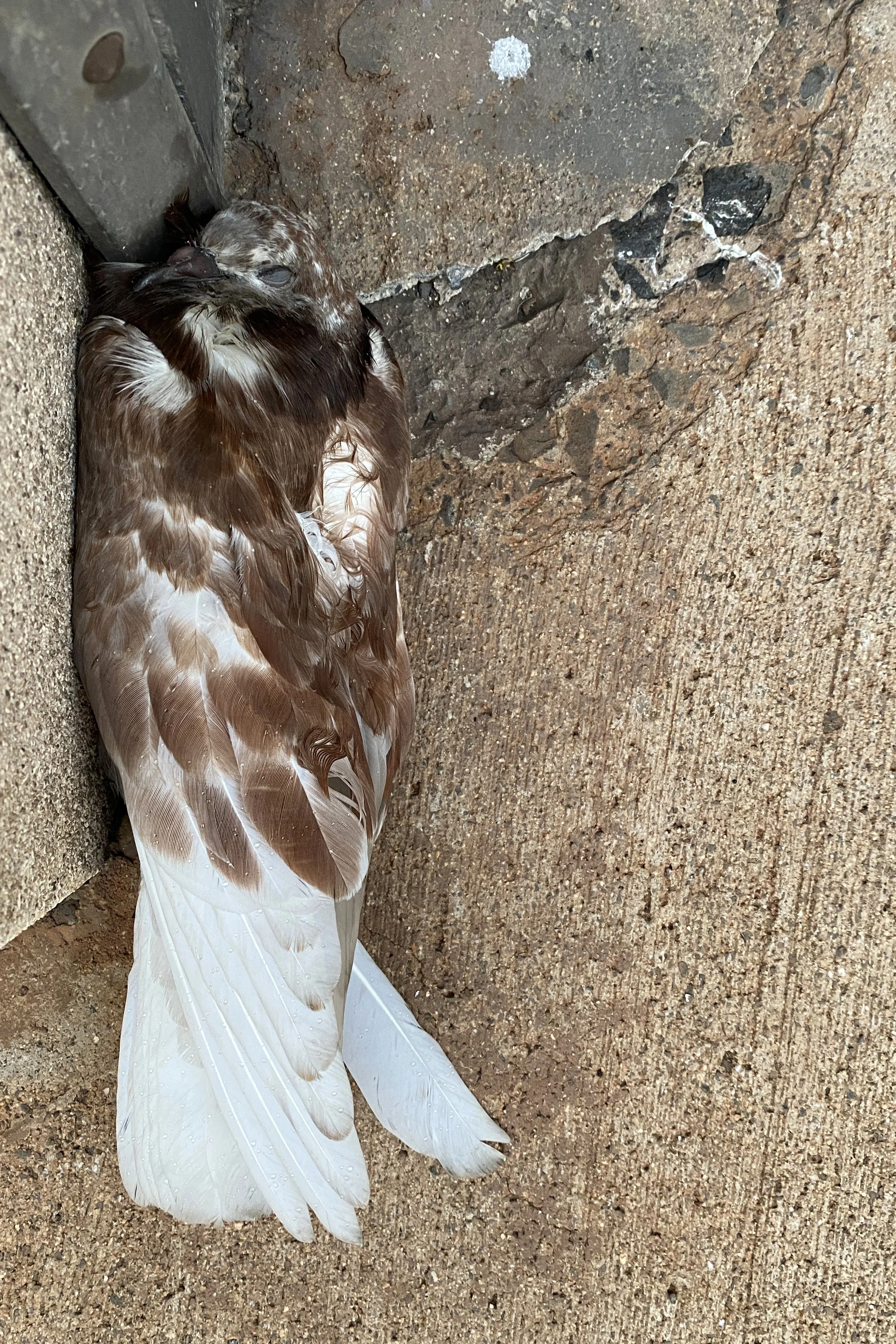dead birds 015.jpg