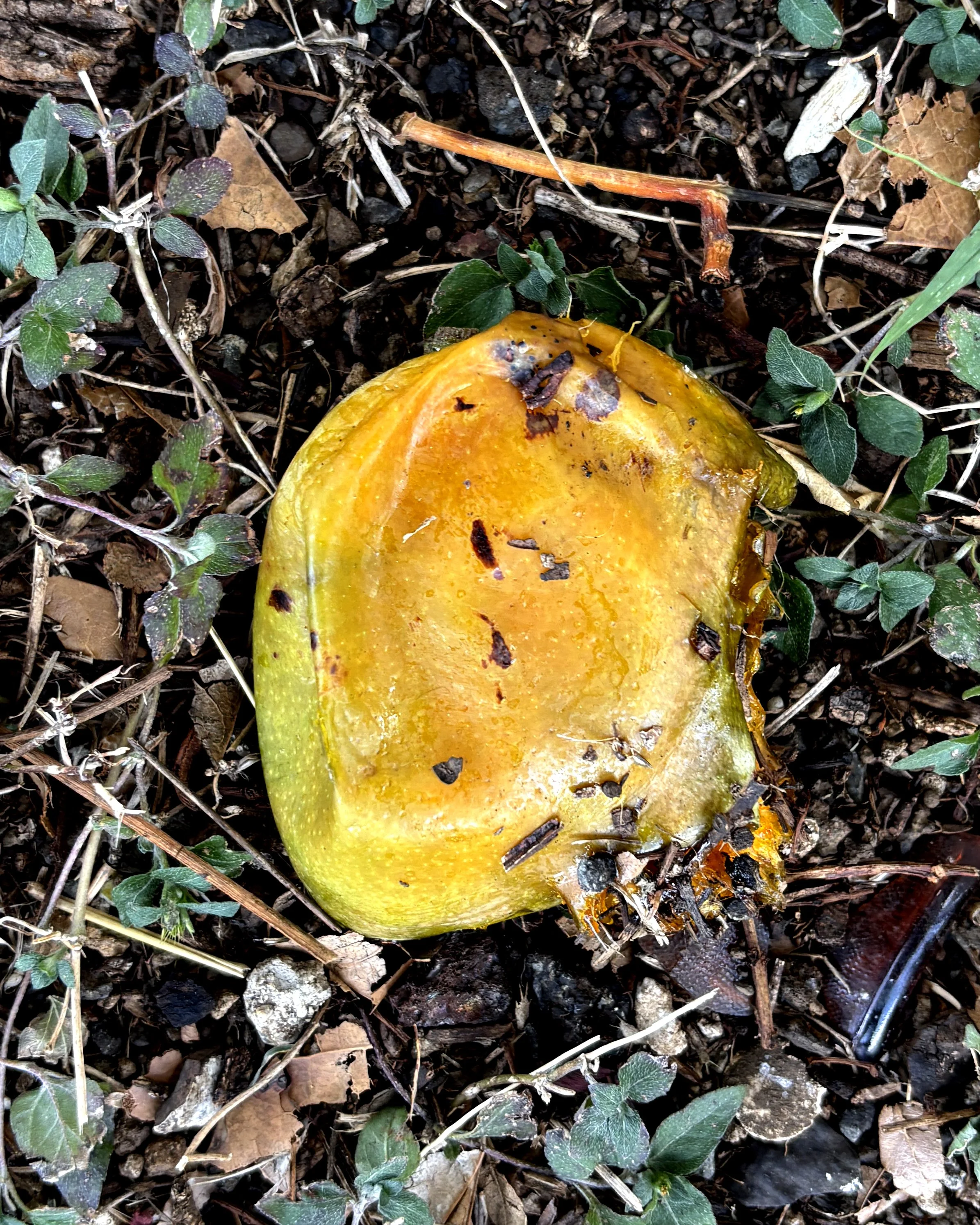 mangos 007.JPG