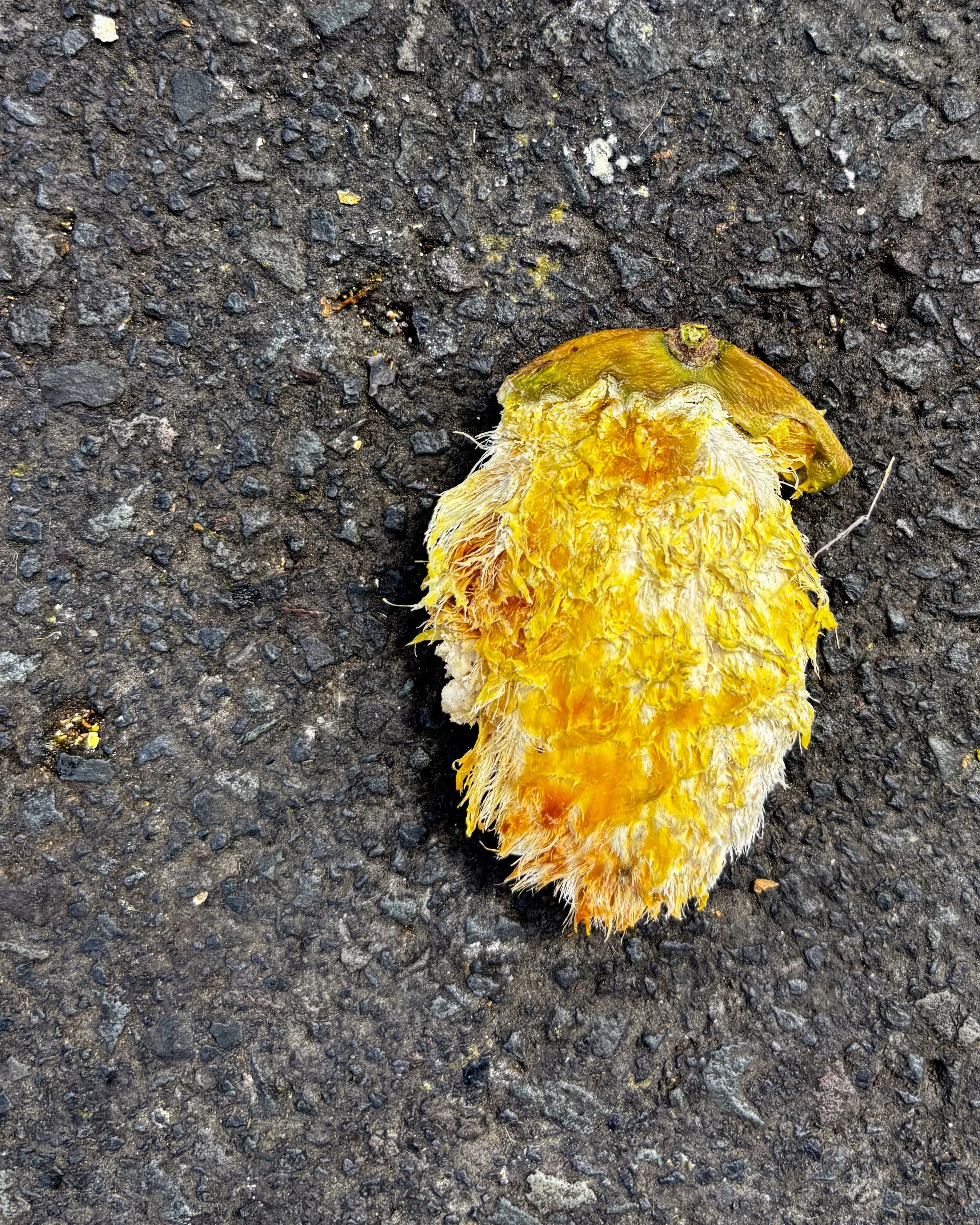 mangos 010.JPG