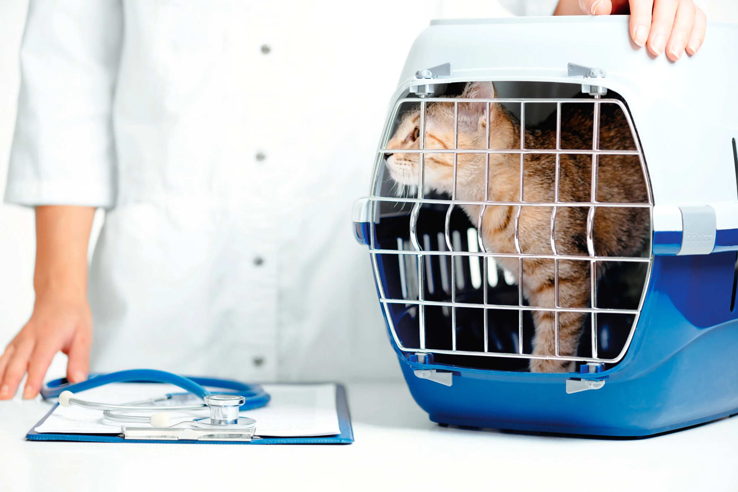 Low Cost Spay / Neuter — Feline Friends Network