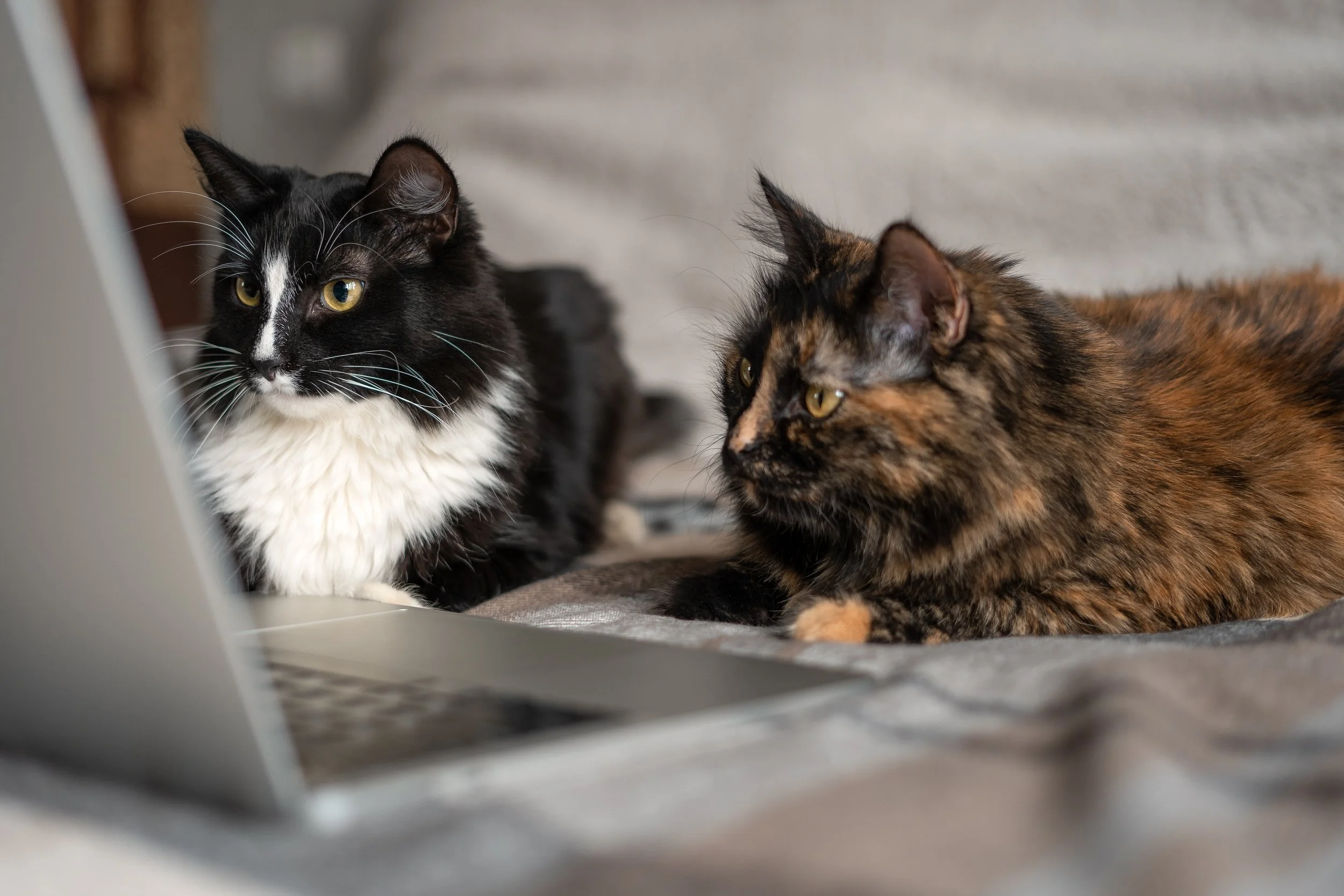 Photo of two cats looking at a laptop screen