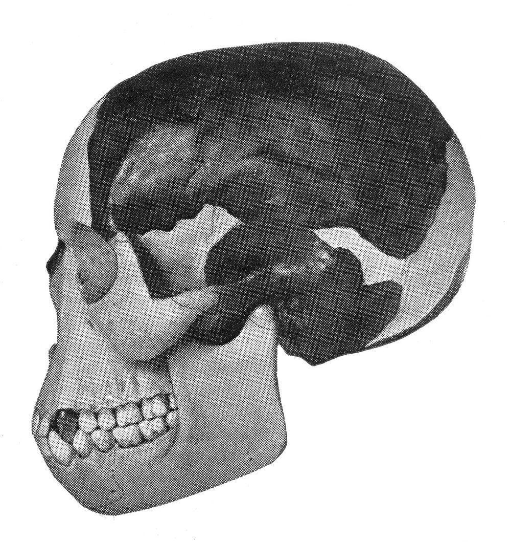 Skull showing parts; restored Neanderthal man?