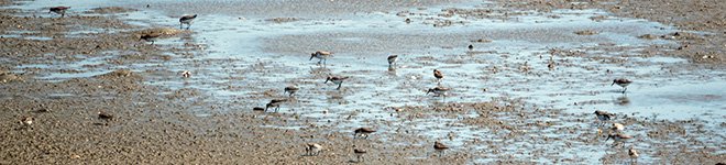 aug2014shorebirds.jpeg