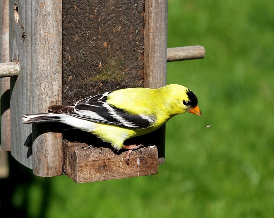 American Goldfinch, photo Jack Doyle