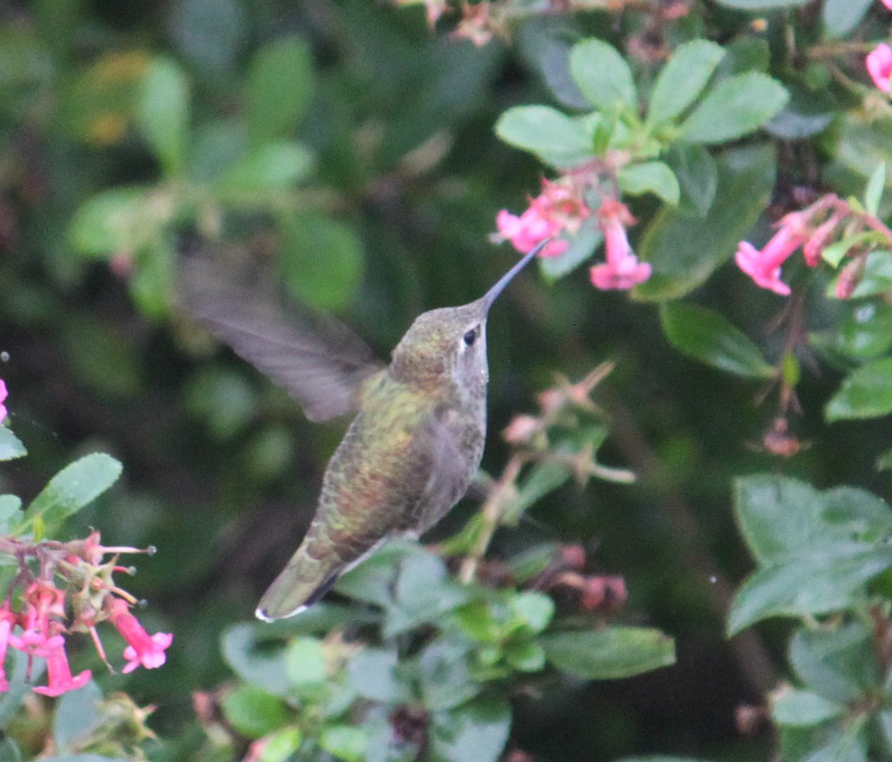 Anna's Hummingbird, photo dawn villaescusa