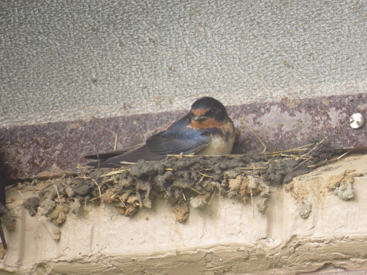 Barn Swallow, photo dawn villaescusa
