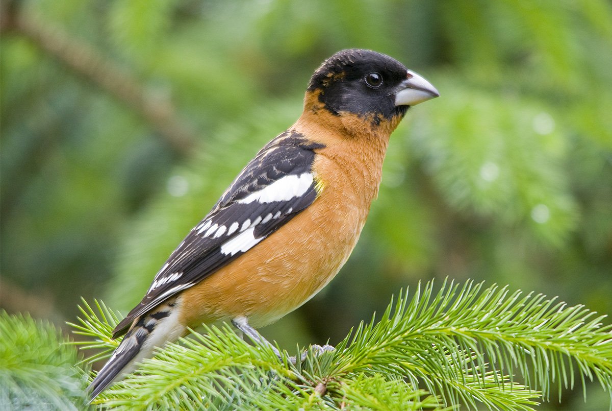 Black-headed Grosbeak, photo Roy W. Lowe