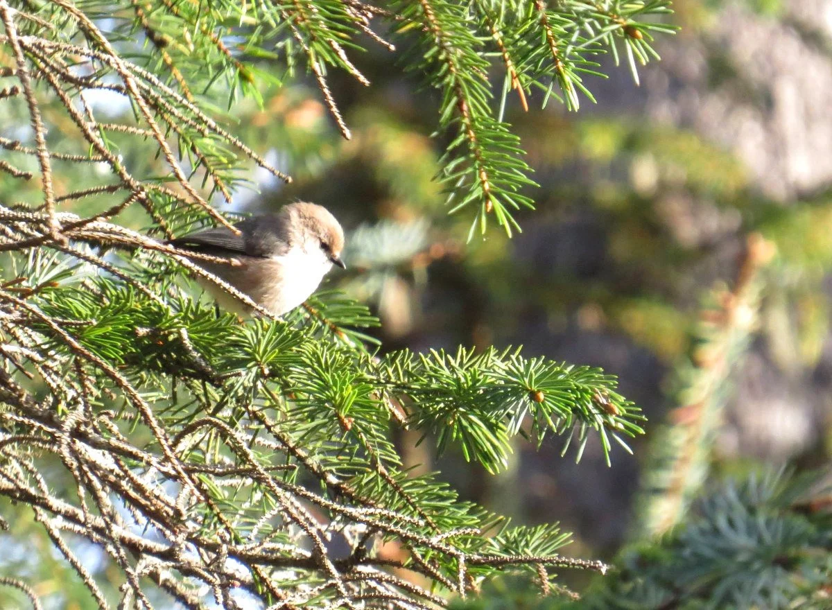 Backyard Birds of Oregon's Coast — Audubon Society of Lincoln City