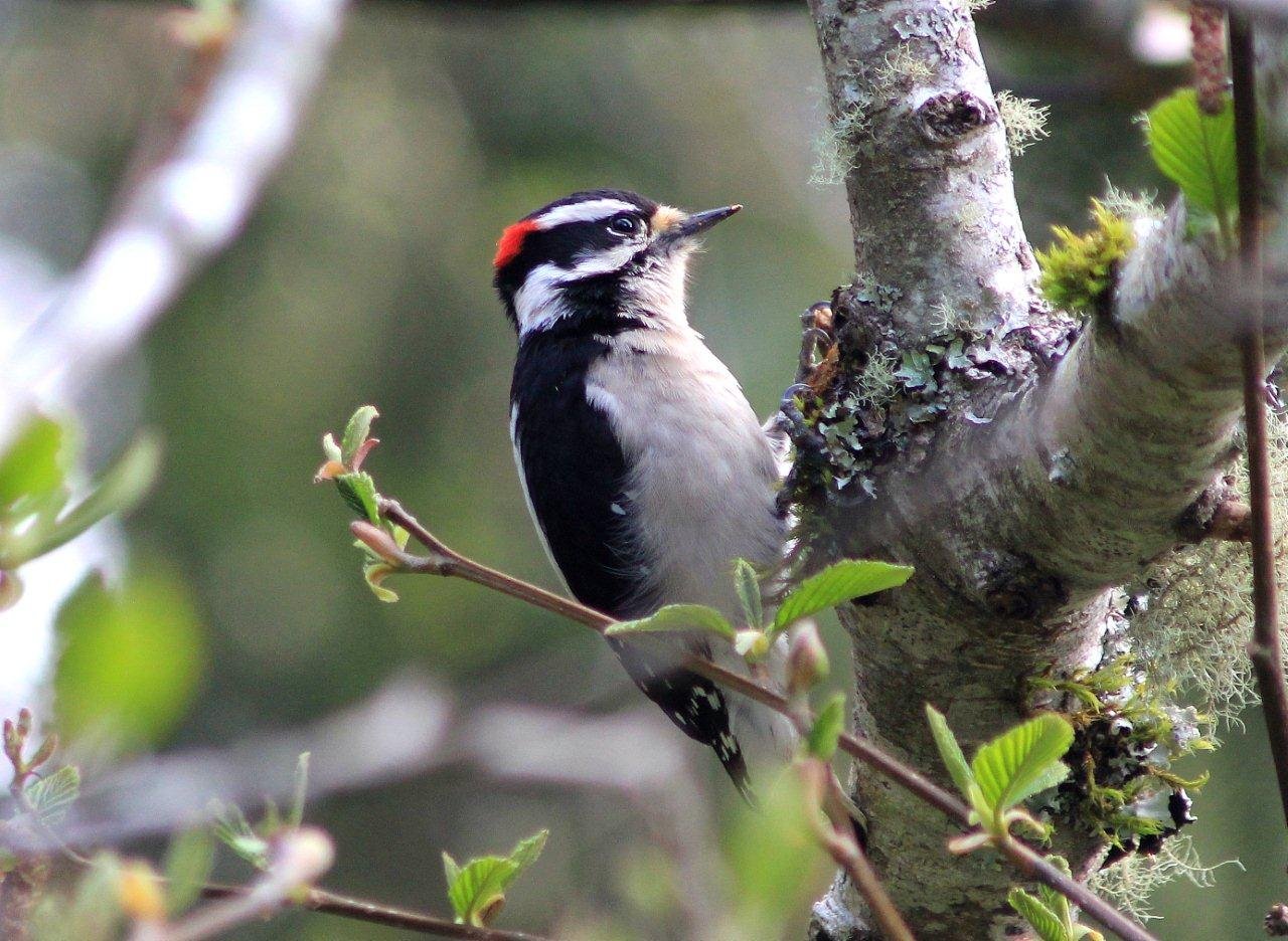 Downy Woodpecker, photo Ernie Rose