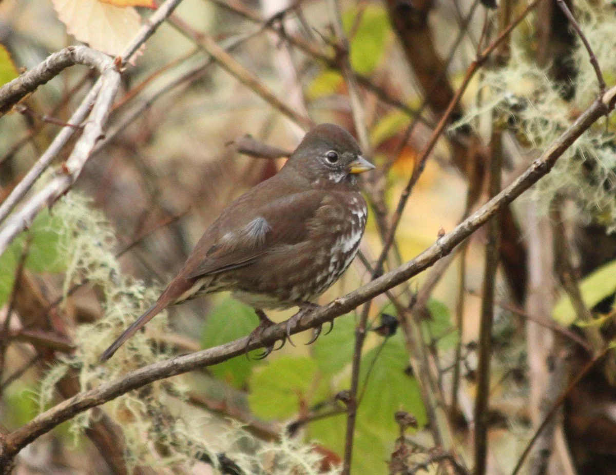 Backyard Birds of Oregon's Coast — Audubon Society of Lincoln City