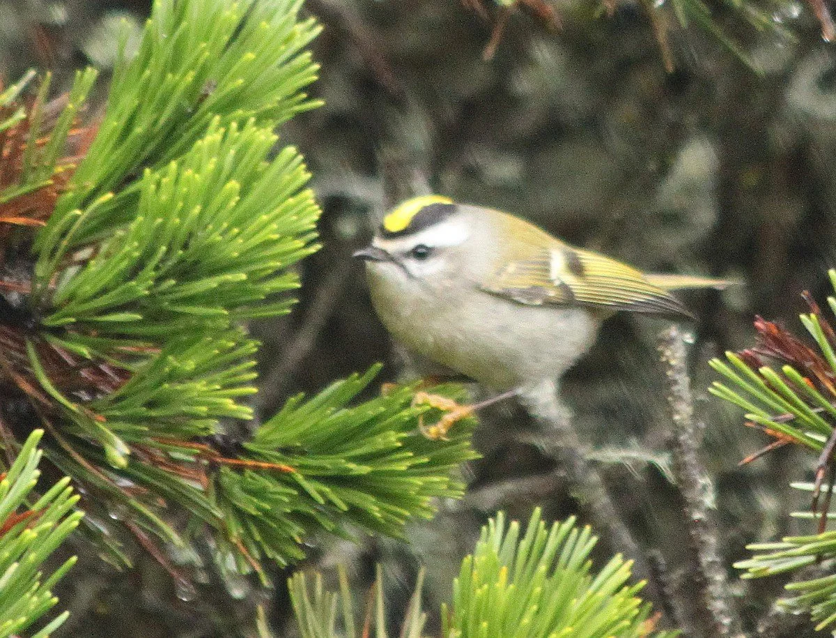Backyard Birds of Oregon's Coast — Audubon Society of Lincoln City