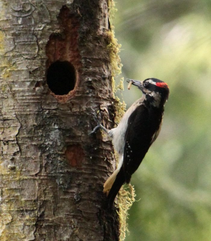 Hairy Woodpecker, photo dawn villaescusa