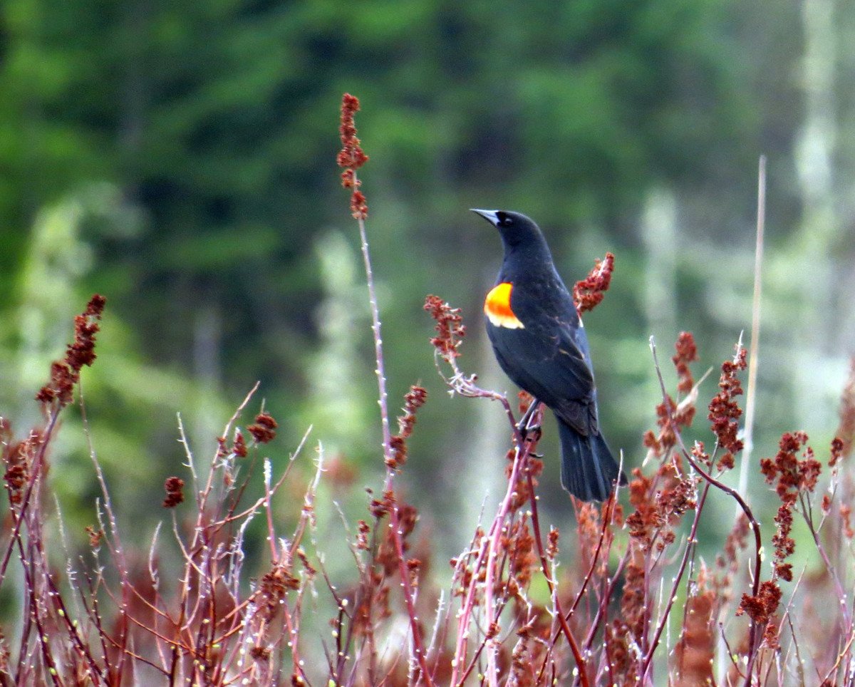 Red-winged Blackbird, photo dawn villaescusa