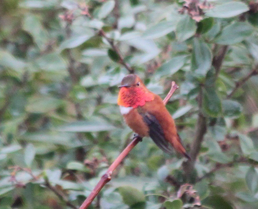 Rufous Hummingbird, photo dawn villaescusa