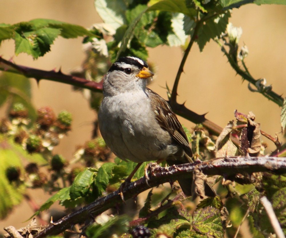 White-crowned Sparrow, photo dawn villaescusa