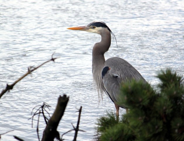 Great Blue Heron, photo dawn villaescusa