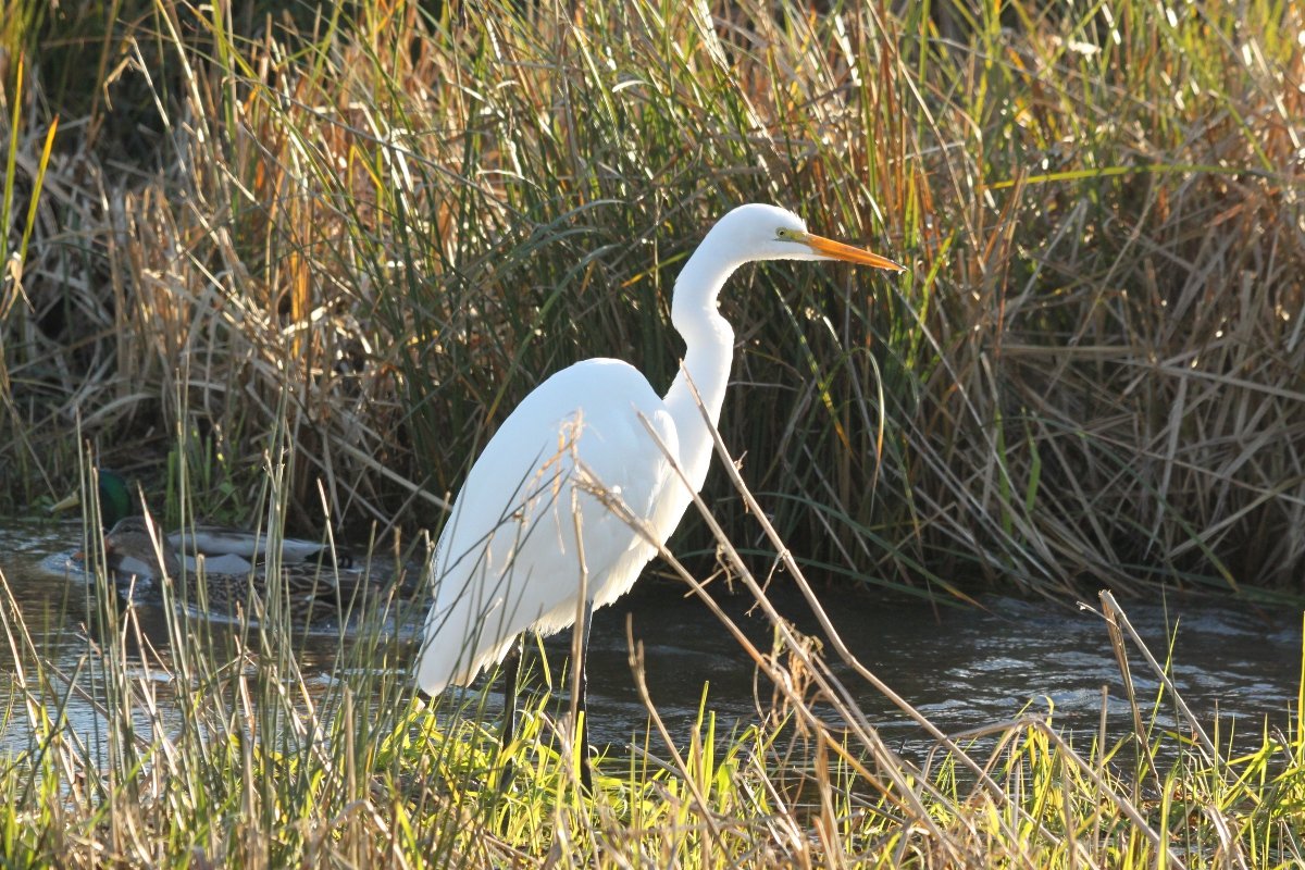 Great Egret, photo dawn villaescusa