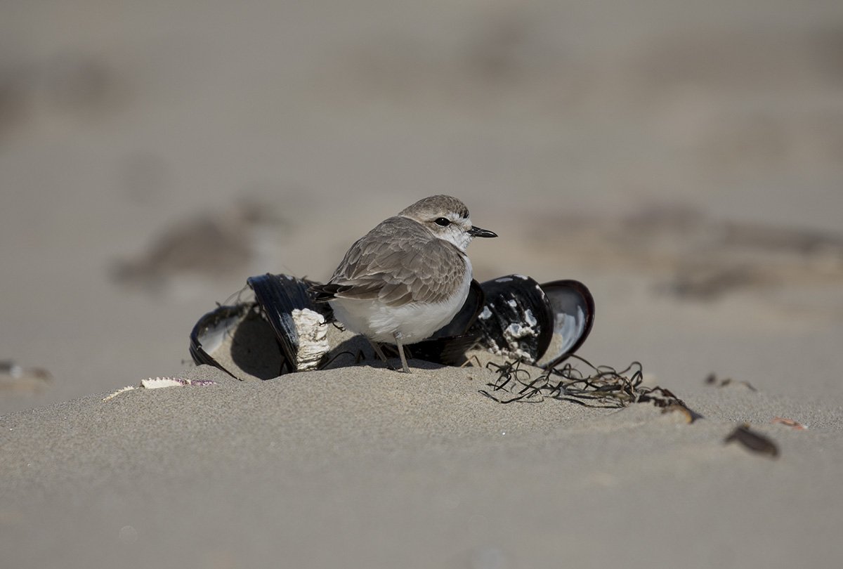 Snowy Plover, photo Roy W. Lowe