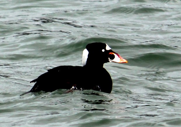 Surf Scoter, photo dawn villaescusa