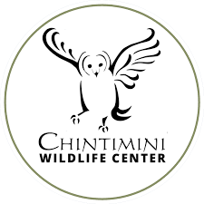 chintimini logo.png