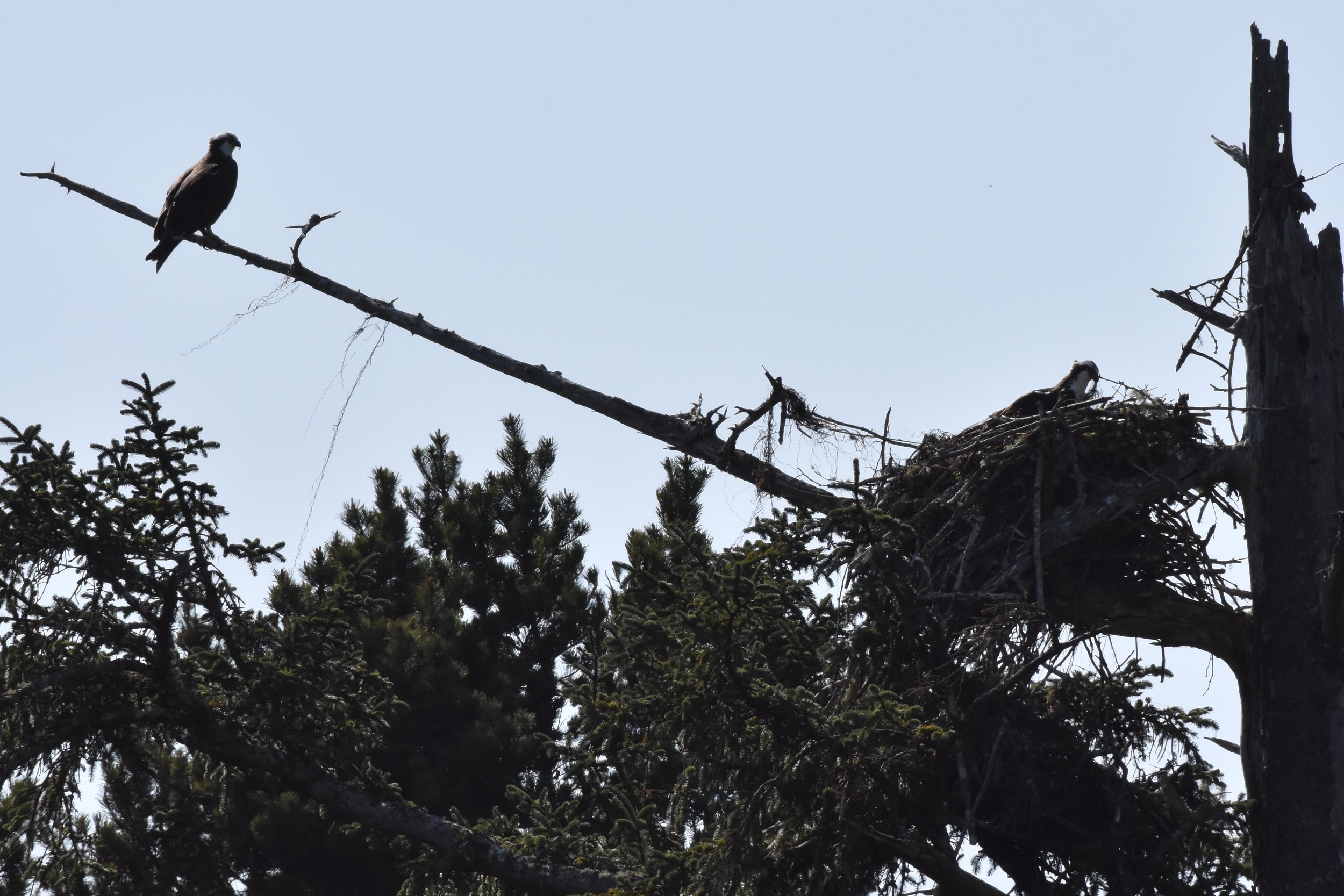 Nesika Park Nest