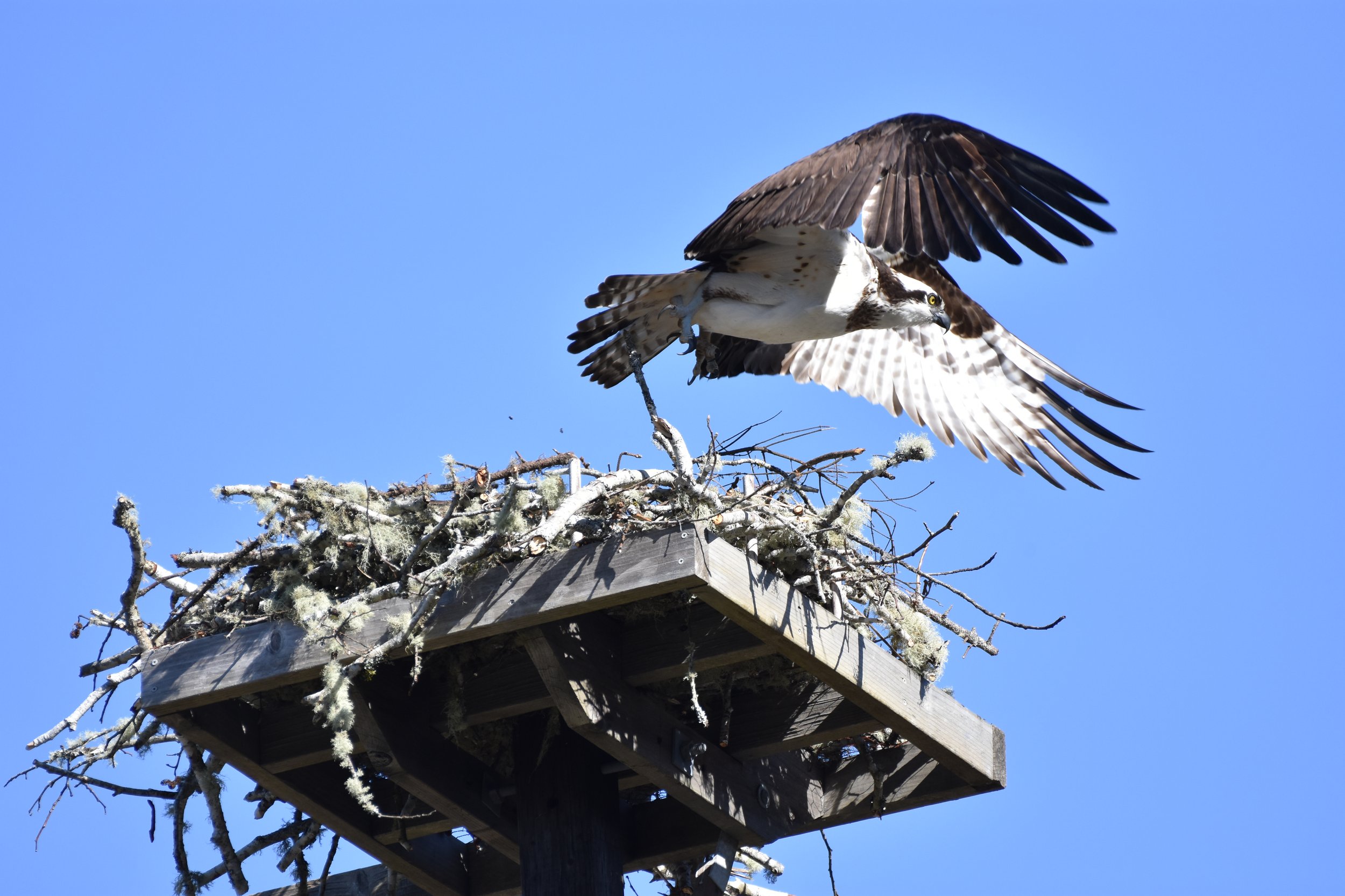 East Devils Lake Rd Nest