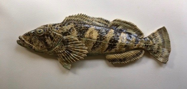 Ling Cod