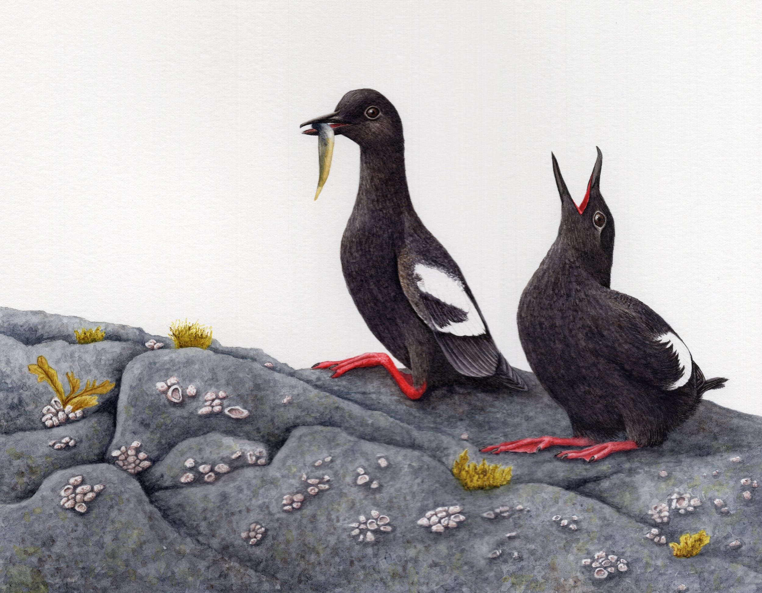 Pigeon Guillemots by Nora Sherwood